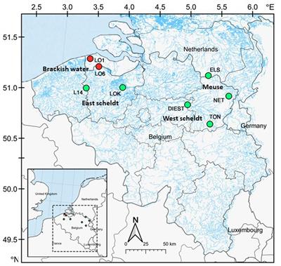 Host habitat rather than evolutionary history explains gut microbiome diversity in sympatric stickleback species